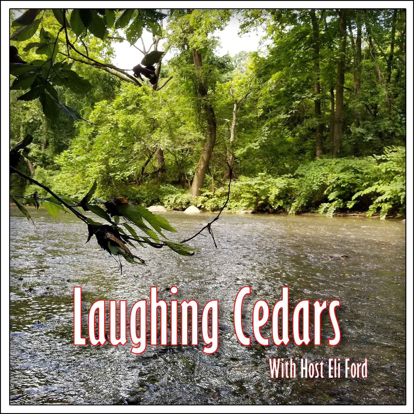 Mid-Season Chat and Laughing Cedars